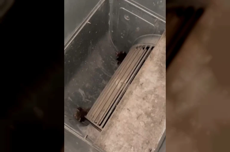 Havalandırma kazanına düşen 2 yavru kediyi öğretmen ve personel kurtardı