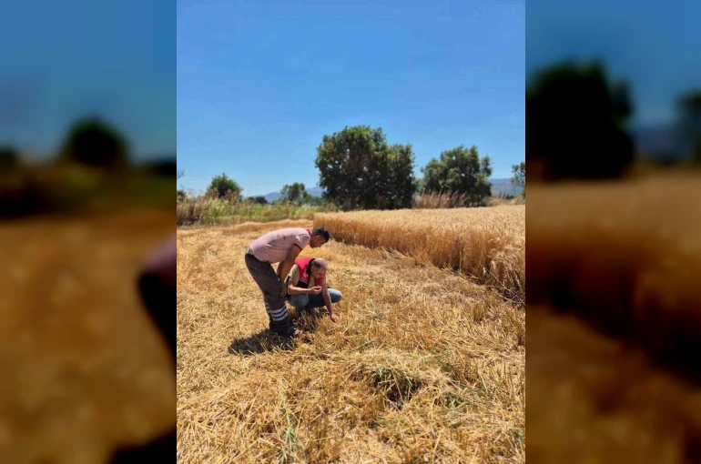 Havran’da hububat hasat kontrolleri yapılıyor
