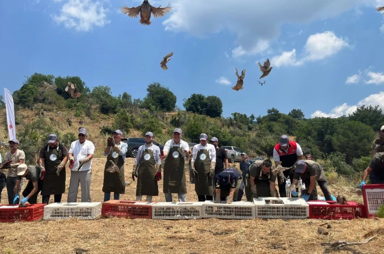 Havran’da keklikler doğal yaşam alanlarına bırakıldı