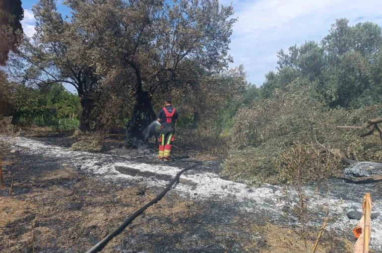 Havran’da zeytinlik yangını
