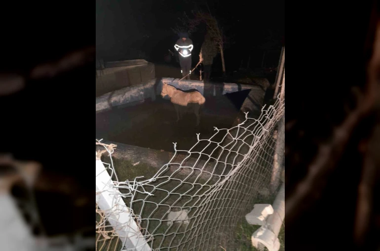 Havuza düşerek mahsur kalan atı itfaiyeciler kurtardı