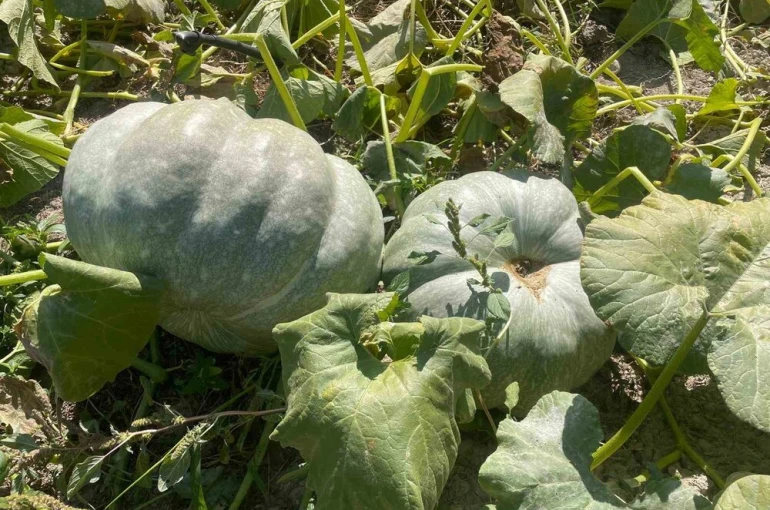 Hayvan gübresiyle 40 kilograma ulaşan kabaklarını taşımakta zorlandı