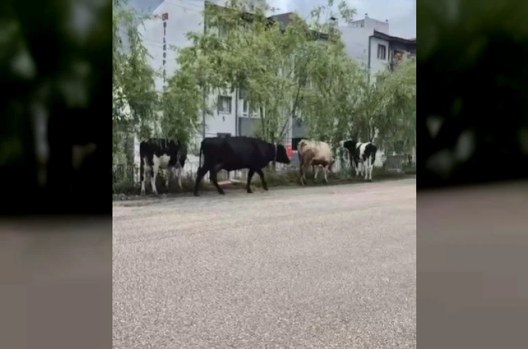 Hayvan pazarından kaçan büyükbaş havanlar gezintiye çıktı 