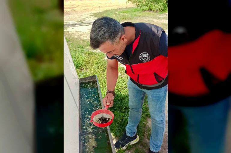 Haziran böceğiyle mücadele sürüyor