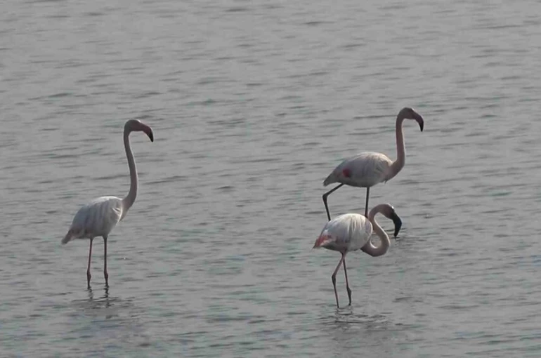 Hersek Lagünü’nde flamingo popülasyonu artıyor