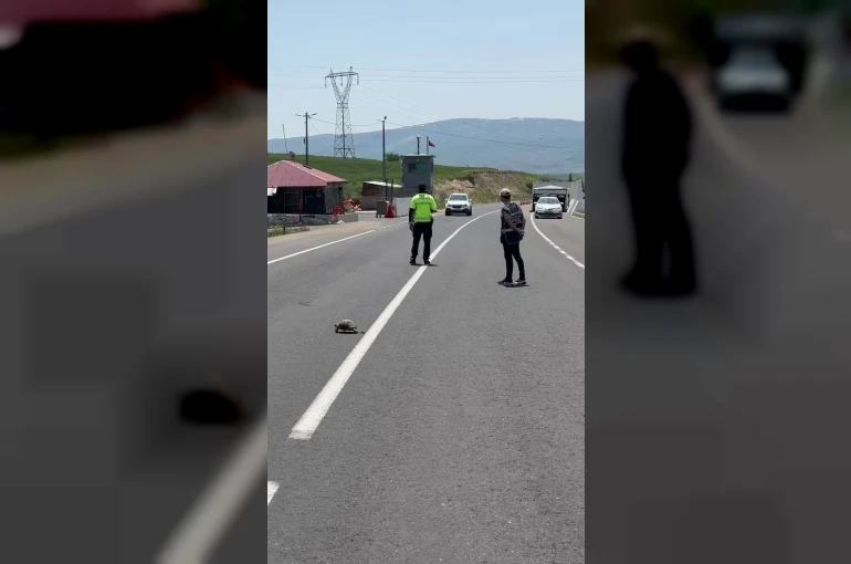 Hınıs’ta yürekleri ısıtan görüntü: Polis memuru kaplumbağa için trafiği durdurdu