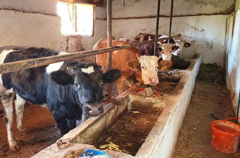 Hisarcık ilçesinde şap karantinası