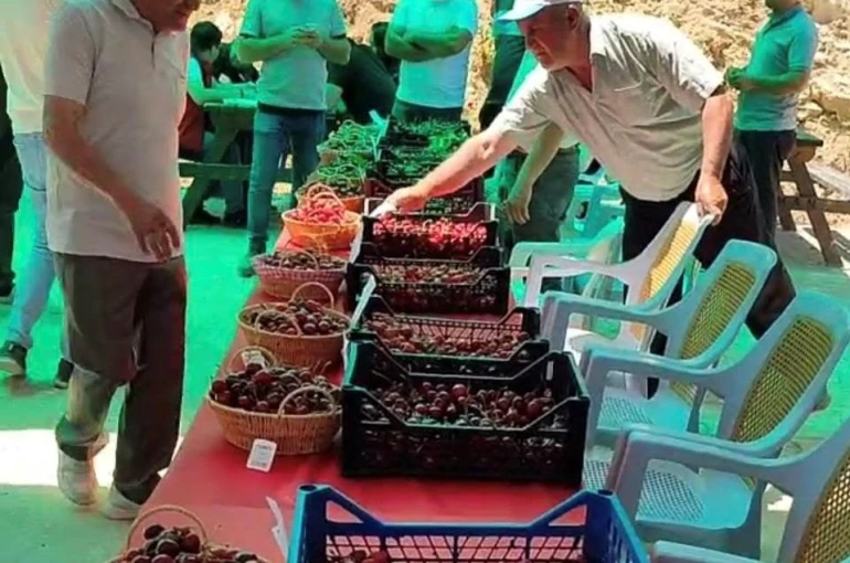 Hisarcık Kutlubeyler köyünde Kiraz Festivali coşkusu
