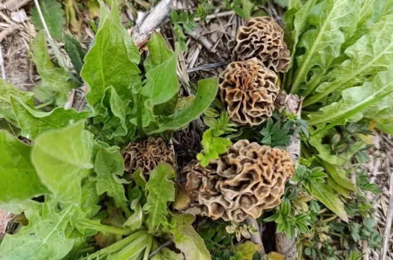 Hisarcık’ta kuzugöbeği sezonu açıldı