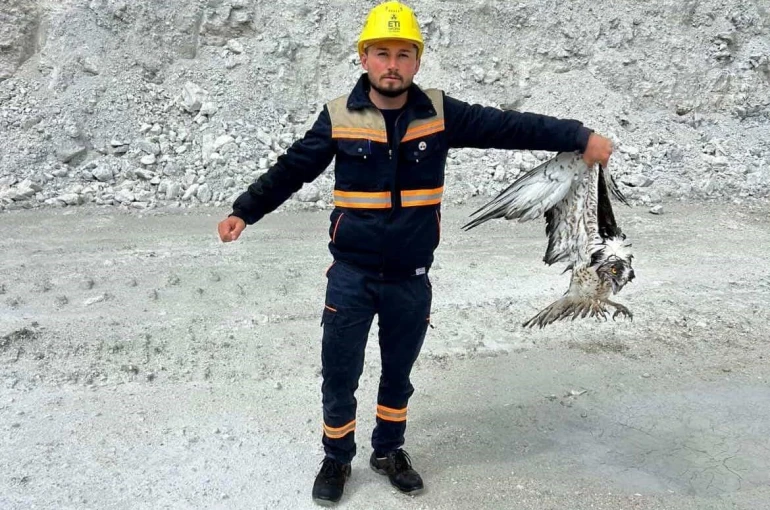 Hisarcık’ta maden sahasında bitkin halde bulunan balık kartalı tedavi altına alındı
