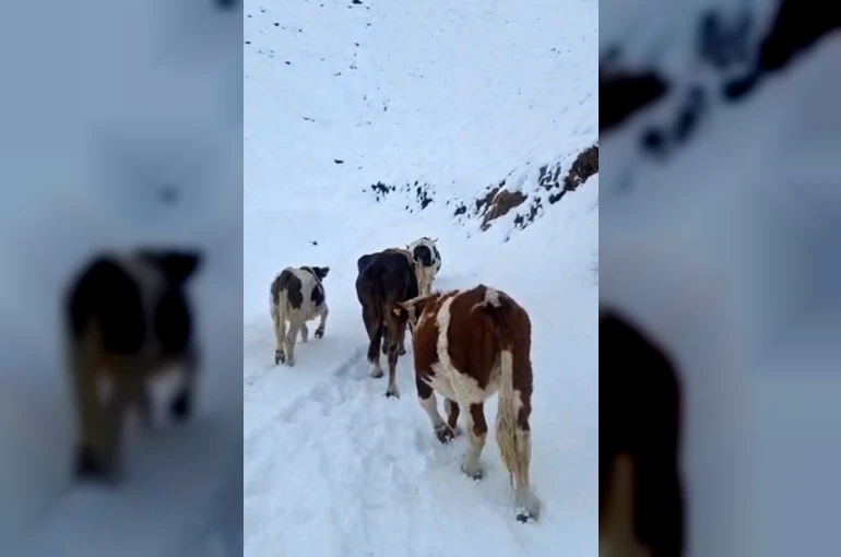 Hizan’da yayladaki hayvanlar kara hazırlıksız yakalandı