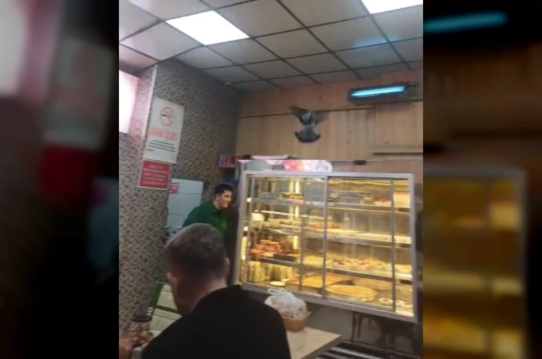 İftarda lokantaya giren güvercin ortalığı karıştırdı