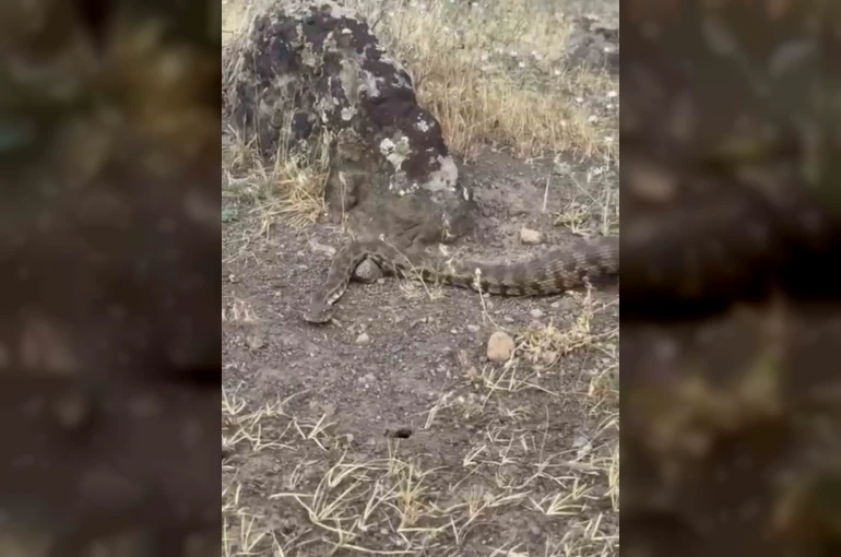 Iğdır’da yerleşim alanına giren koca engerek doğaya salındı