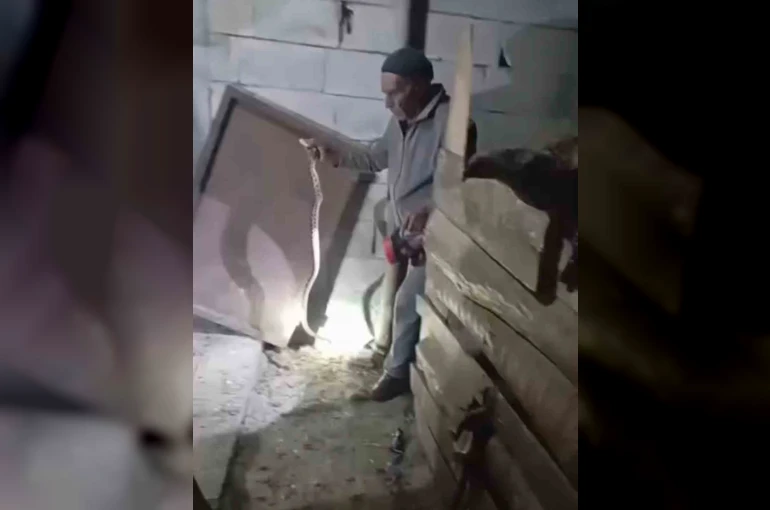 Iğdır’ın "Yılan Bükücüsü" gece gündüz demeden yılanları çıplak elle yakalıyor