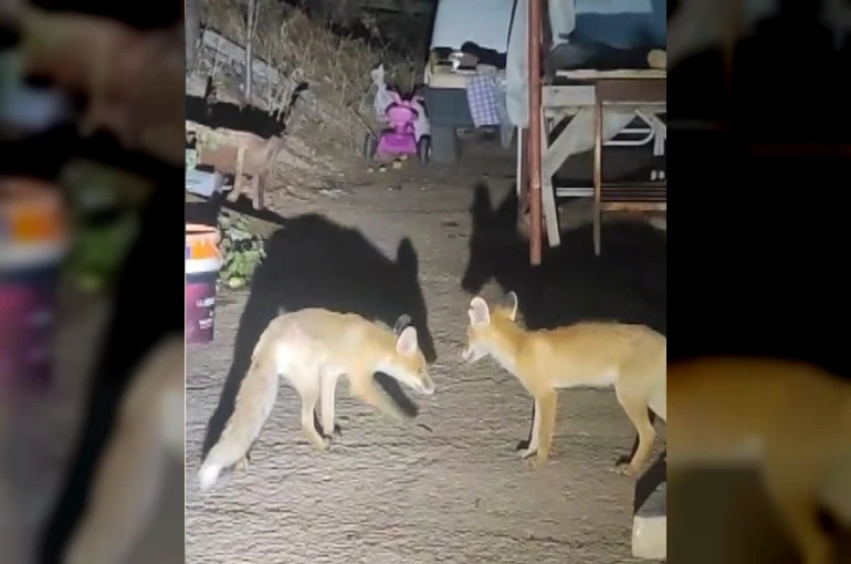 İki tilki akşamları bu evin misafiri