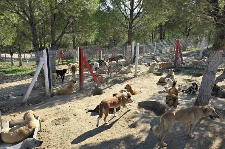 İlçelerdeki sahipsiz köpekler toplanıyor