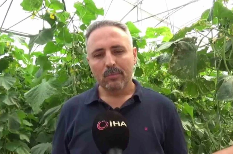 İlçesinde sera eksikliği gördü, 10 bin metrekarelik alana salatalık serası kurdu