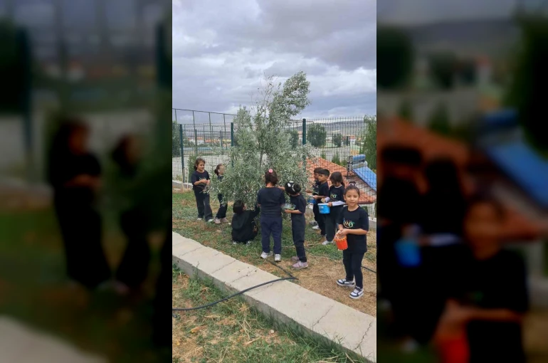 İlkokul öğrencileri okul bahçesindeki zeytin ağaçlarında hasat yaptı