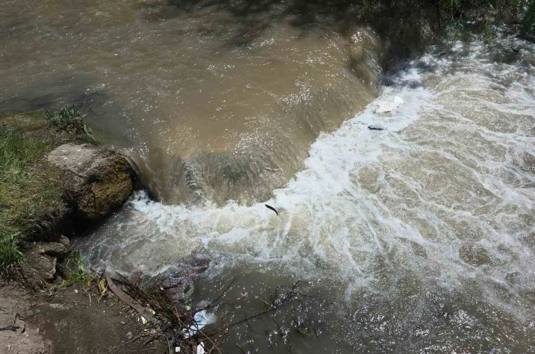 İnci kefalleri yeniden Akköprü deresinde