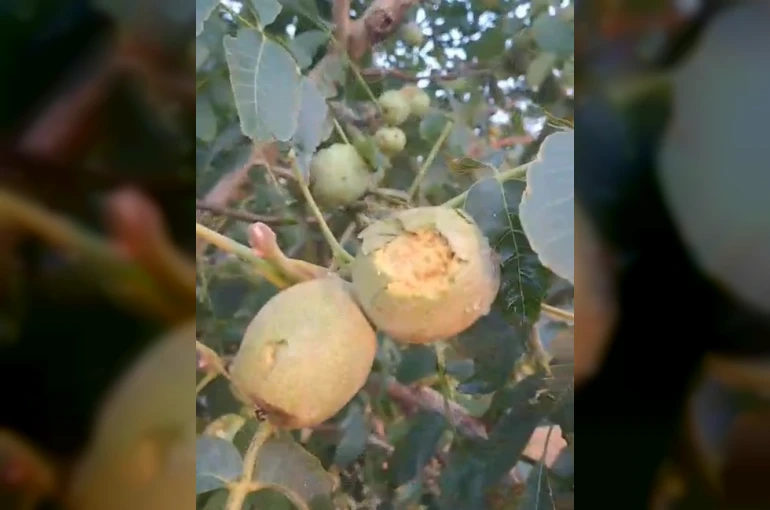 İpsala’da dolu yağışı 500 dekarlık ceviz bahçesinde hasar oluşturdu