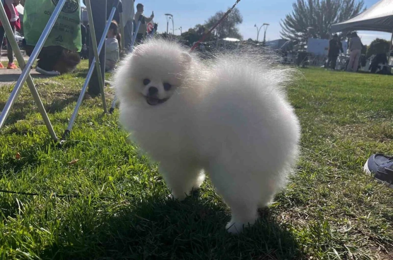 Irk Standartları ve Güzelliği Yarışması’na katılan 53 farklı ırk ile 150 köpek yarıştı