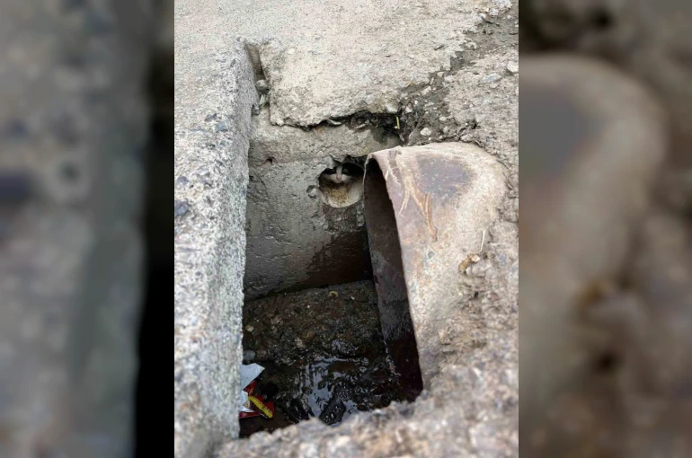 İskenderun’da rögar borusuna düşen yavru kediler kurtarıldı