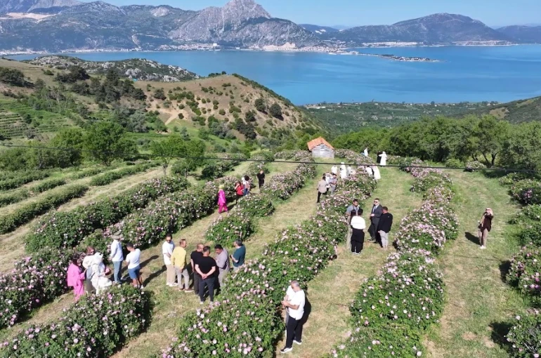 Isparta’da festival coşkusu devam ediyor: Eğirdir Gölü manzarasıyla gül topladılar