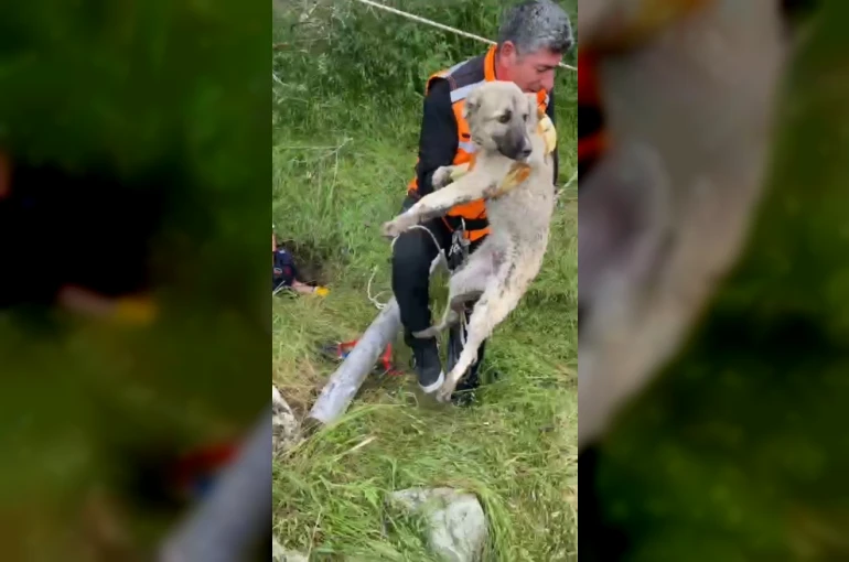 Isparta’da foseptik çukuruna düşen yavru köpek ve kaplumbağa kurtarıldı