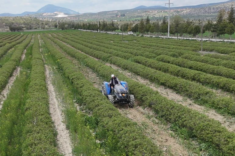 Isparta’da gül hasadı öncesi umutlar arttı: 13 bin ton rekolte bekleniyor