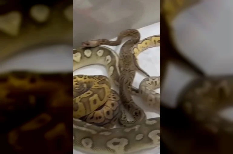 İstanbul’da bir evden 18 piton, 21 Mısır ve 3 king yılanı çıktı
