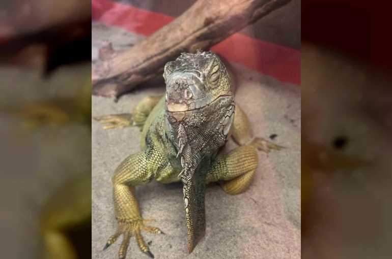 İstanbul’da bir evden tarantula, yılan, akrep, iguana, Afrika dev salyangozları çıktı