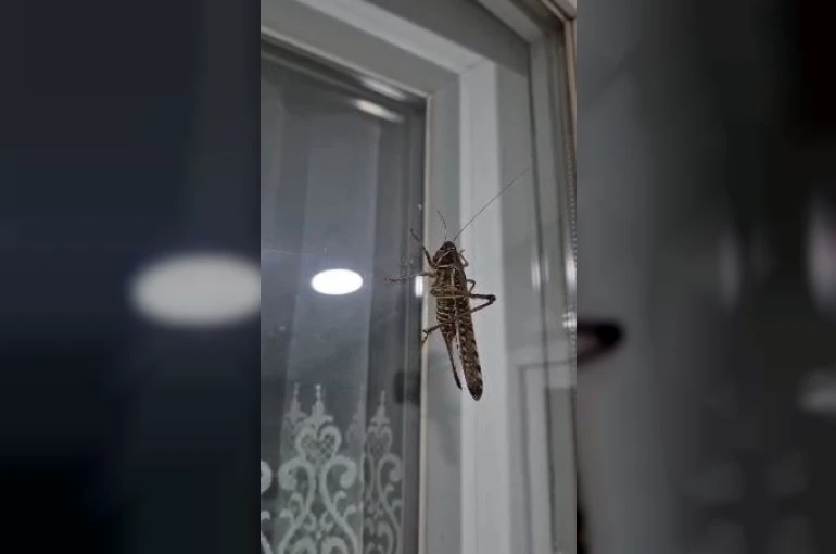İstanbul’da dev çekirge hareketliliği: Birçok ilçede görüntülendi