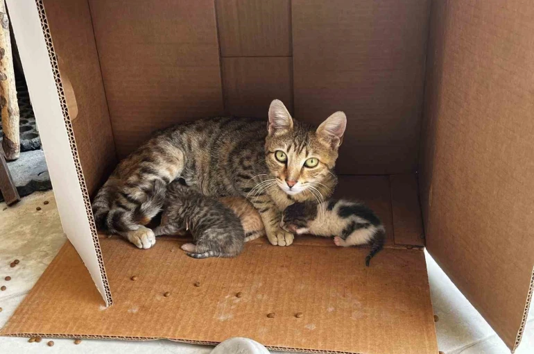 İşyerinde doğan kedi yavrularına esnaf sahip çıktı