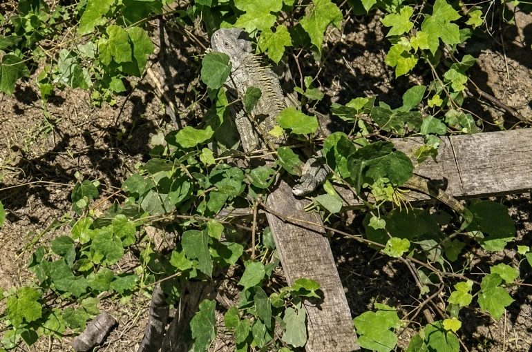İtfaiyenin iguana mesaisi
