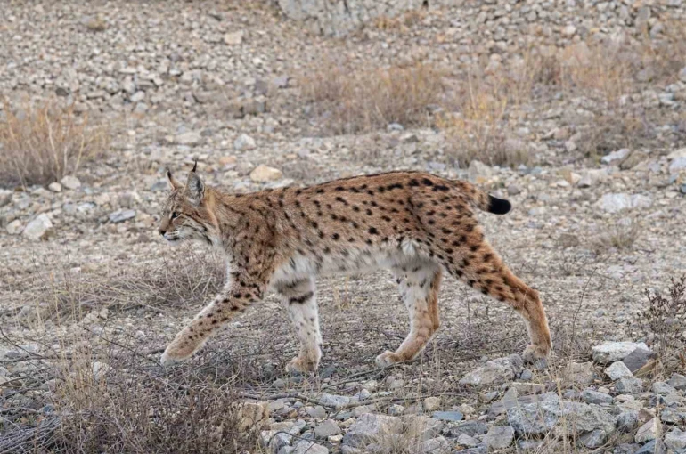 IUCN kırmızı listesinde yer alıyor: ’Ormanın hayaleti’ en net haliyle görüntülendi