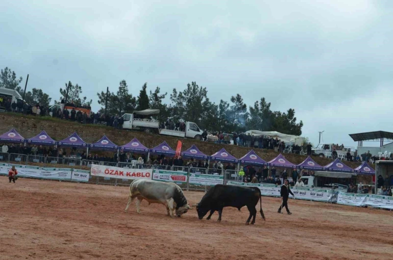 İzmir’de 3. Boğa Güreşleri Festivali heyecanı yaşandı