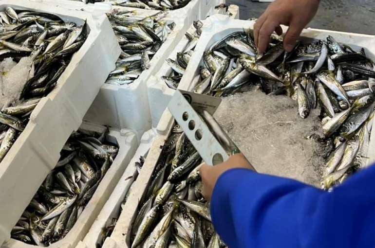 İzmir’de balık hali denetimi: 241 kilo kaçak su ürünleri ele geçirildi