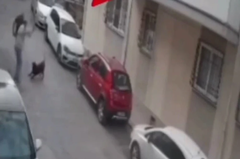 İzmir’de köpeğe kemerli şiddet