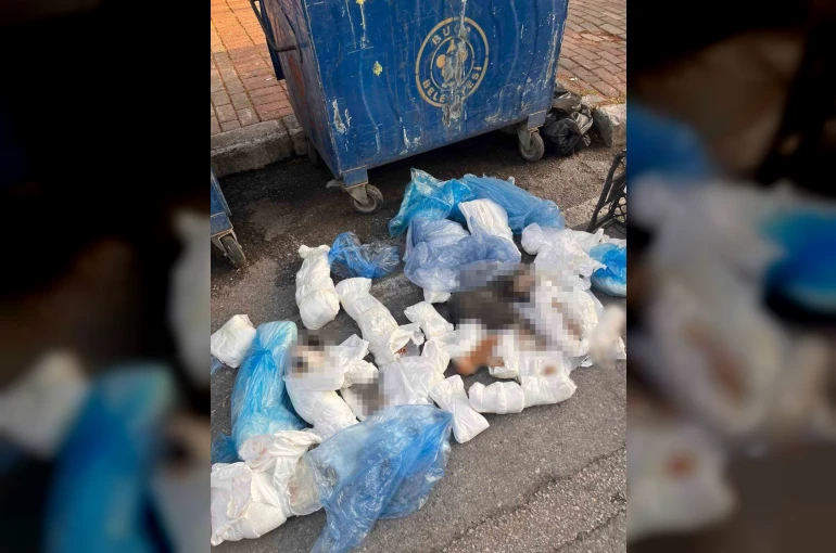 İzmir’deki ’33 ölü kedi’ vahşetinde yeni gelişme
