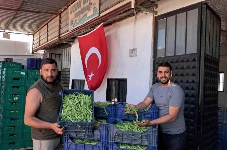 İznik’te Nazende fasulyesinde ilk hasat başladı, üretici fiyatlardan memnun