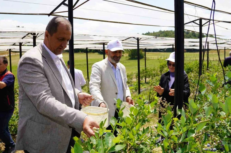 İznik’te yaban mersini hasadı başladı