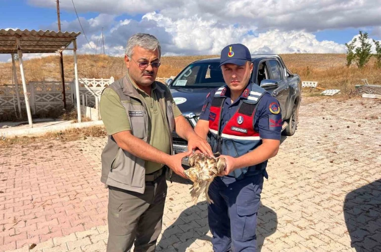 Jandarma’nın dikkati yardıma muhtaç olan şahini kurtardı