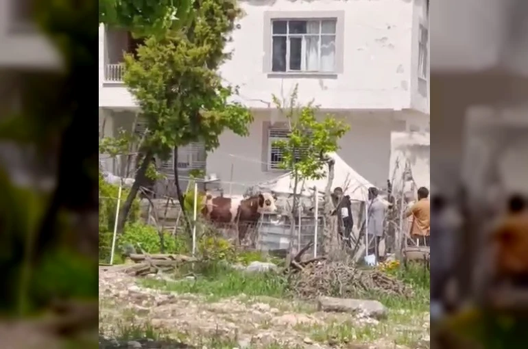 Kaçan kurbanlık iğne vurularak yakalandı