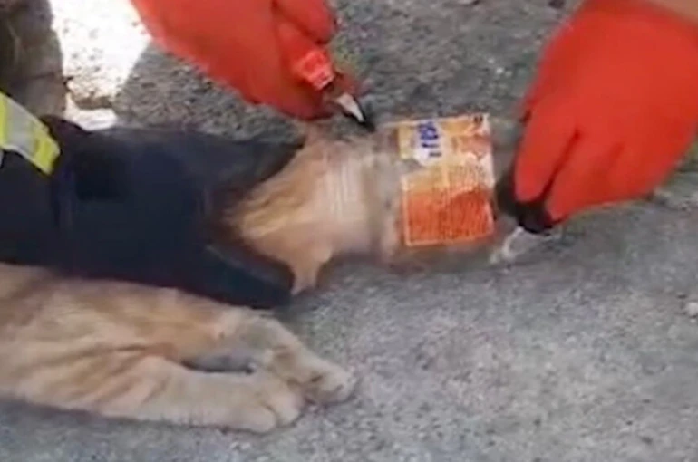 Kafası plastik kavanoza sıkışan kediyi itfaiye kurtardı