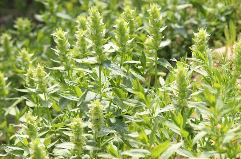 Kahramanmaraş’ın nadir endemik türü Eskimayasıl çiçek açtı