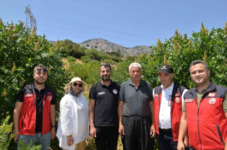 Kahramanmaraş’ta 22 bin sumak fidanı verime geçti