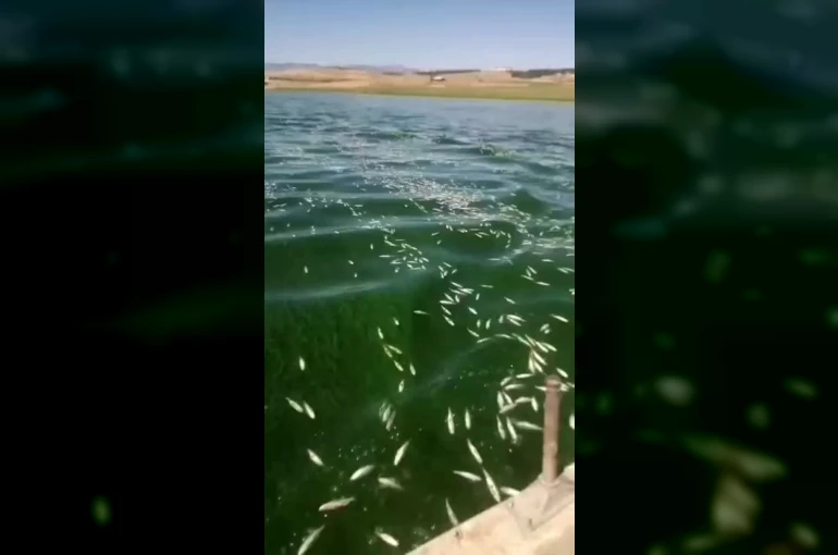 Kahramanmaraş’ta balık ölümleri