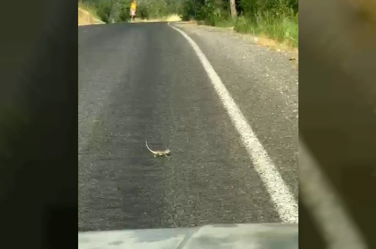 Kahramanmaraş’ta bukalemuna yol veren sürücü güldürdü
