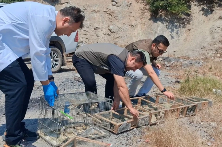 Kahramanmaraş’ta kaçak saka kuşu avına operasyon: 175 kuş kurtarıldı
