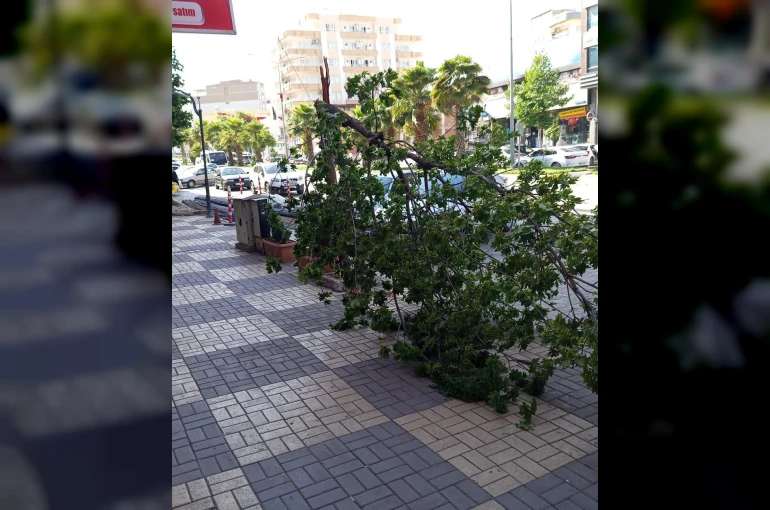Kahta’da şiddetli rüzgar ağacı devirdi